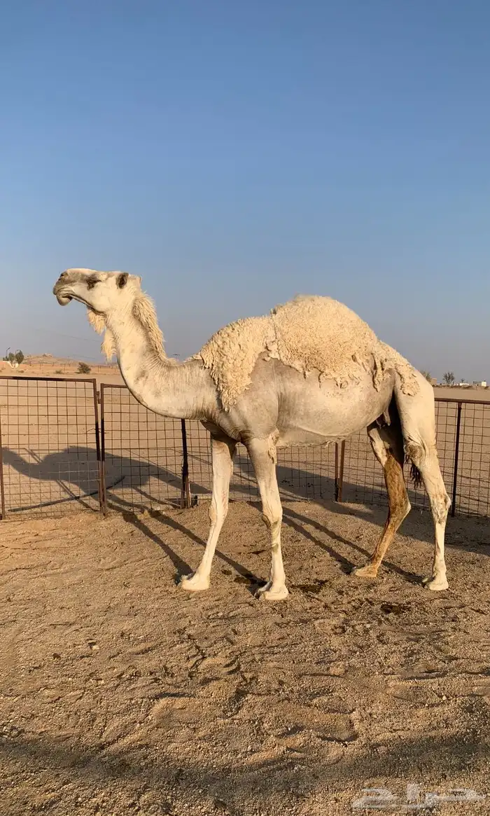 ناقة للبيع 0