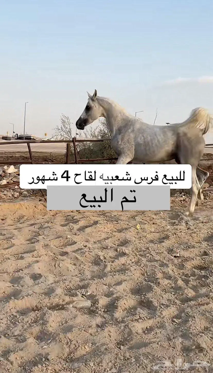 فرس للبيع 1