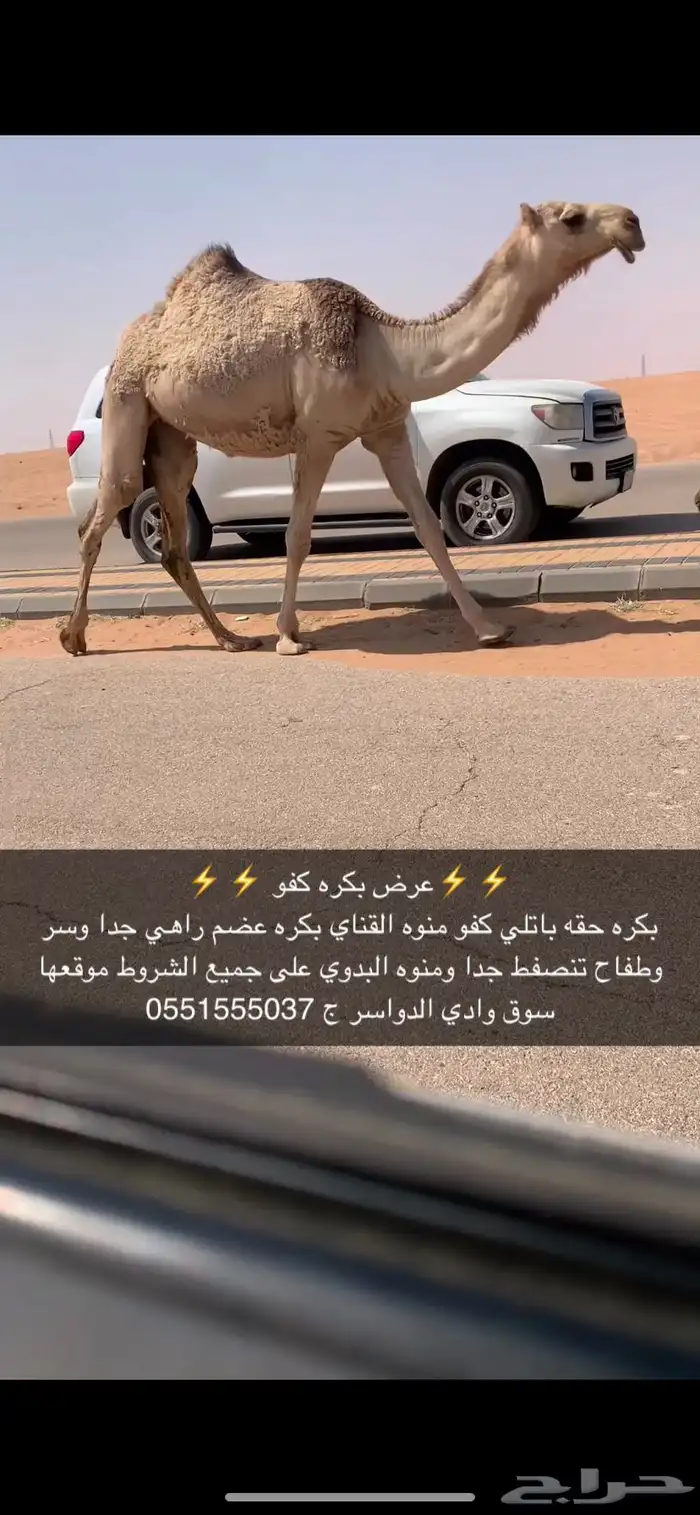 بكره حقه باتليه 0