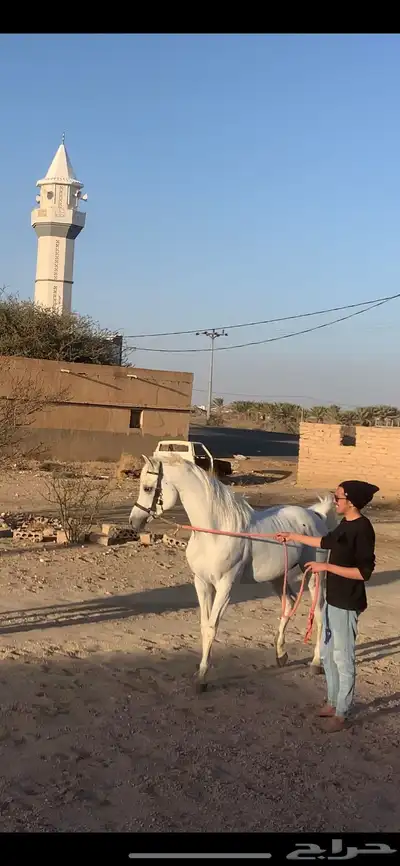 حصان فحل مربط منتج وانتاج فاخر 3
