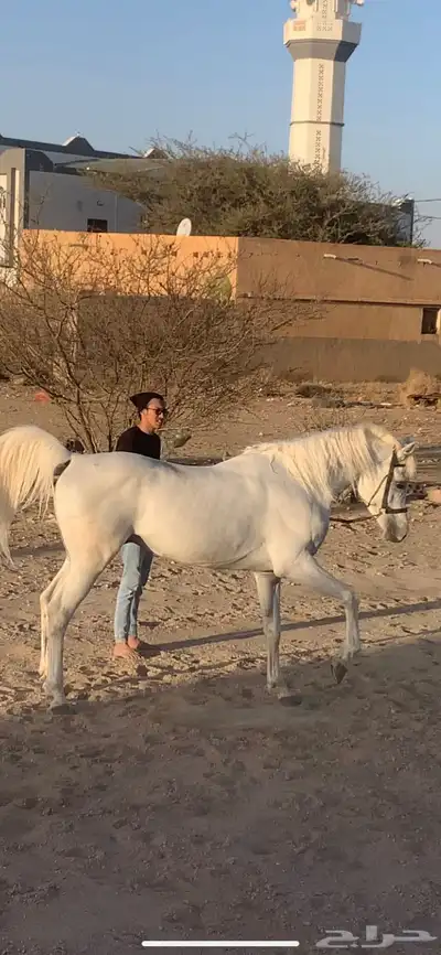 حصان فحل مربط منتج وانتاج فاخر 6