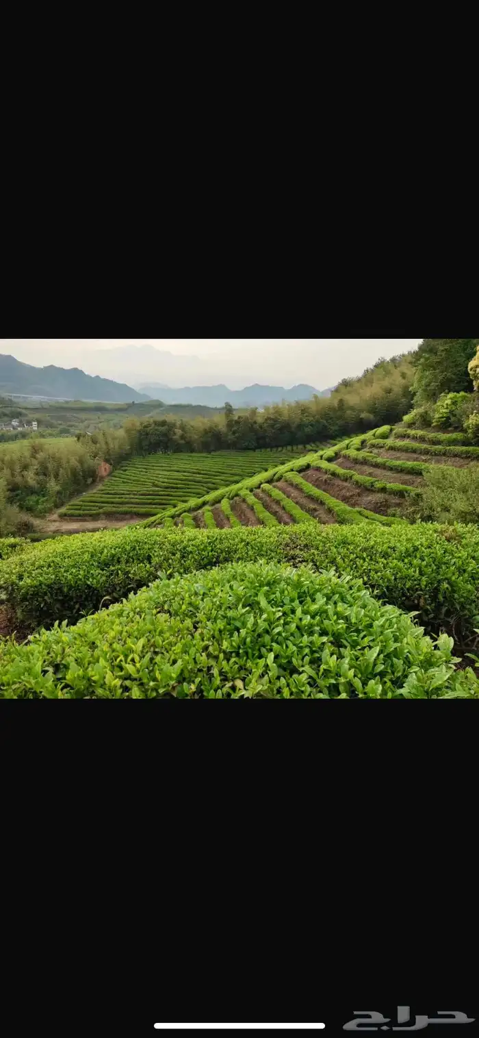 ماتشا أصليه فاخره 5