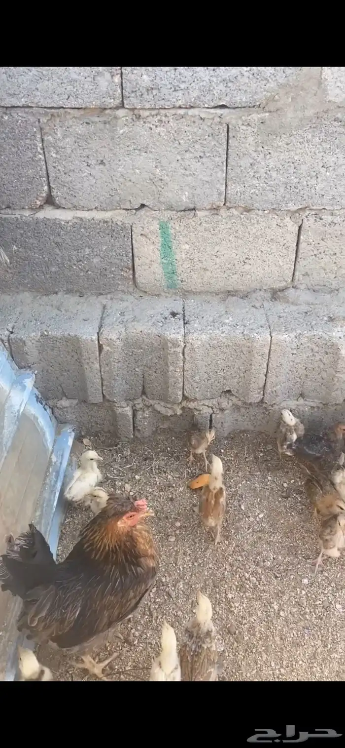 ثلاث مفرخات( تم البيع ) 2