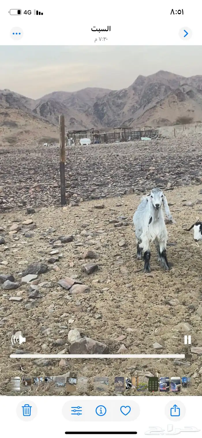تيس فحل صنف(تم البيع ) 1