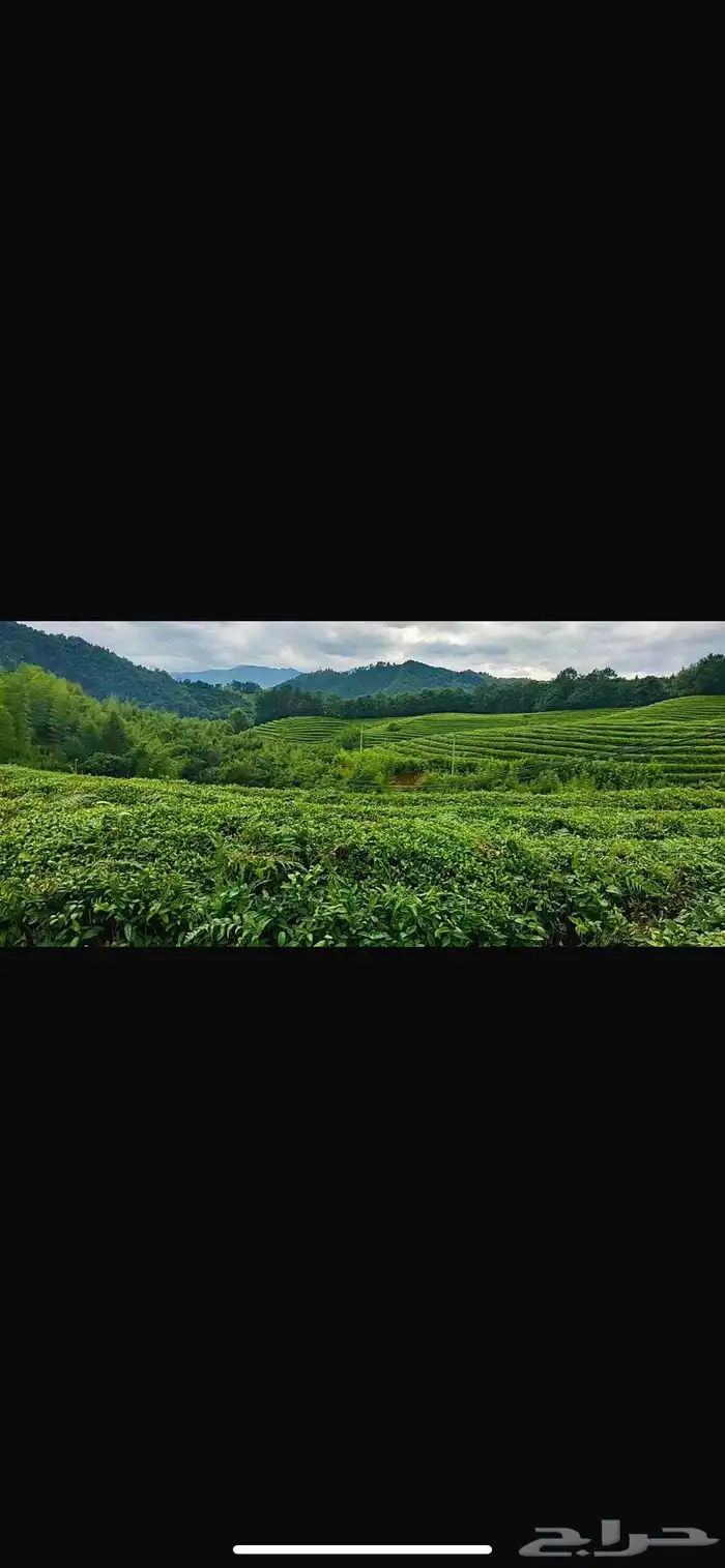 ماتشا أصليه فاخره 4