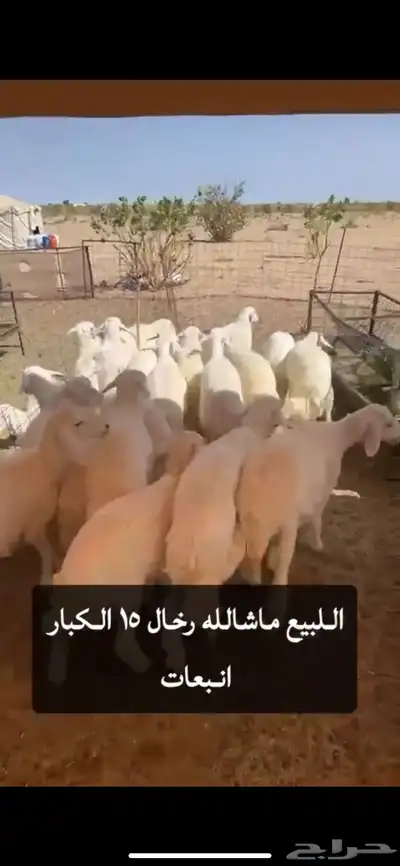 بهم رخال نضيف اعمارها 6 شهور طيب 0