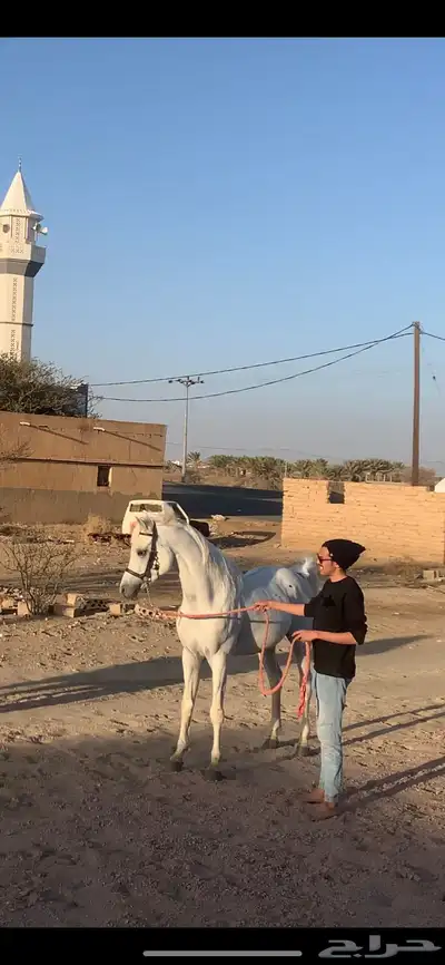 حصان فحل مربط منتج وانتاج فاخر 4