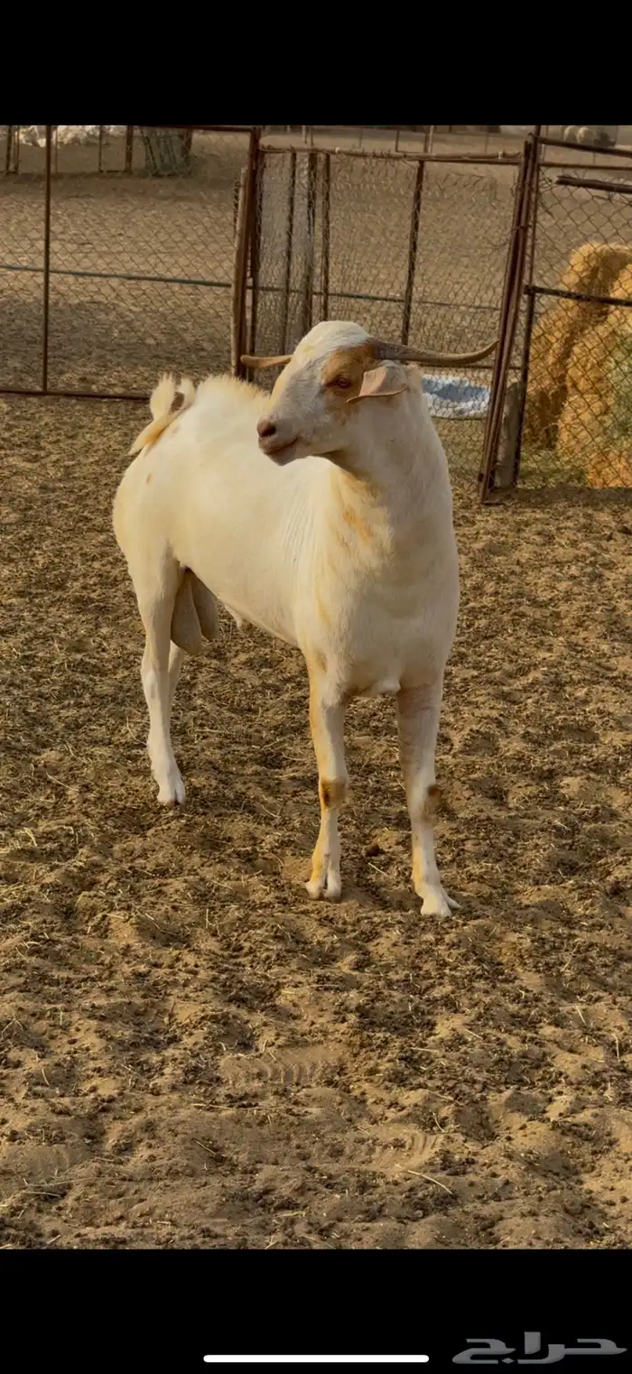 مشروع فحل 1