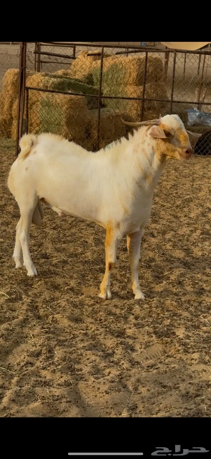 مشروع فحل 0