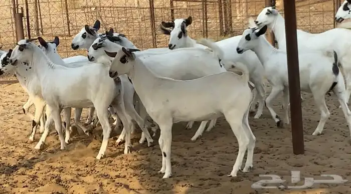 جفار بيشيات صنف الصنف كحل 7