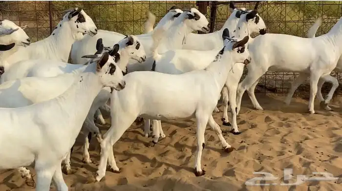 جفار بيشيات صنف الصنف كحل 8