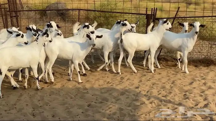 جفار بيشيات صنف الصنف كحل 3