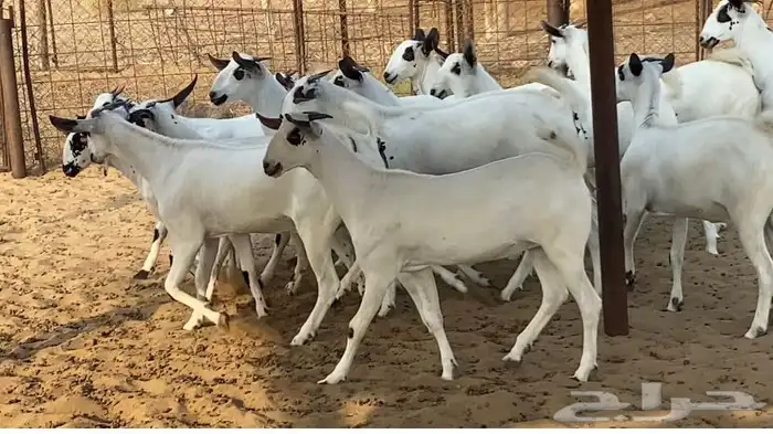 جفار بيشيات صنف الصنف كحل 10