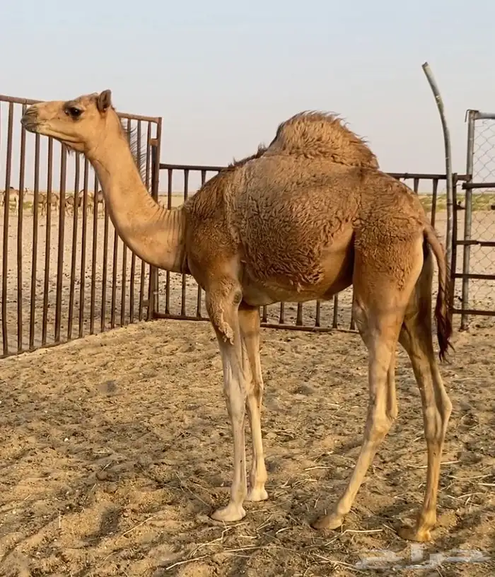 للبيع بكره فل VIP 0