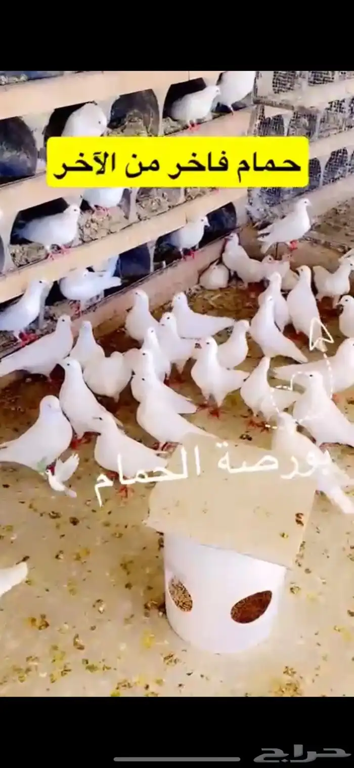 حمام فرنسي ابيض لاحم 2