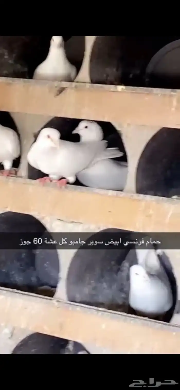 حمام فرنسي ابيض لاحم 3