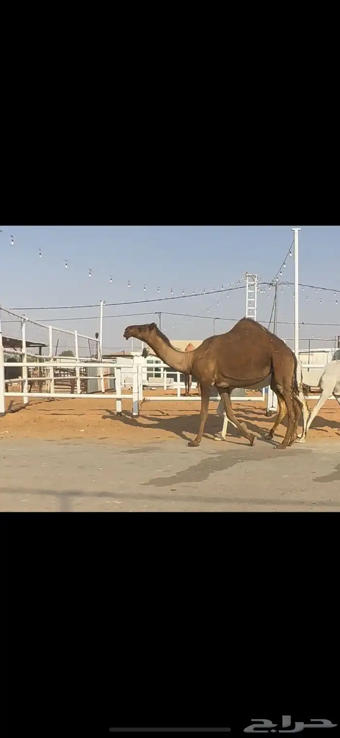 لقحه بكر كفو. تم البيع 0