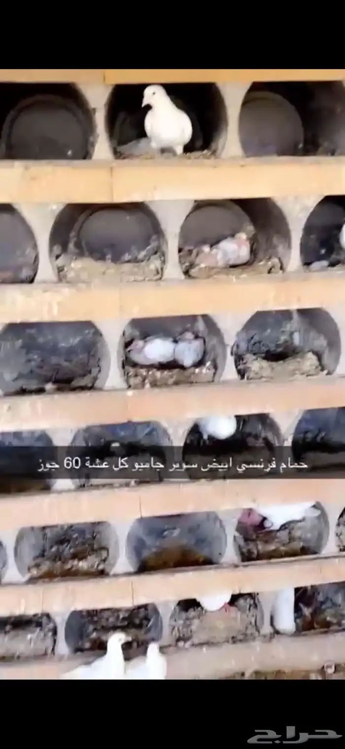 حمام فرنسي ابيض لاحم 12