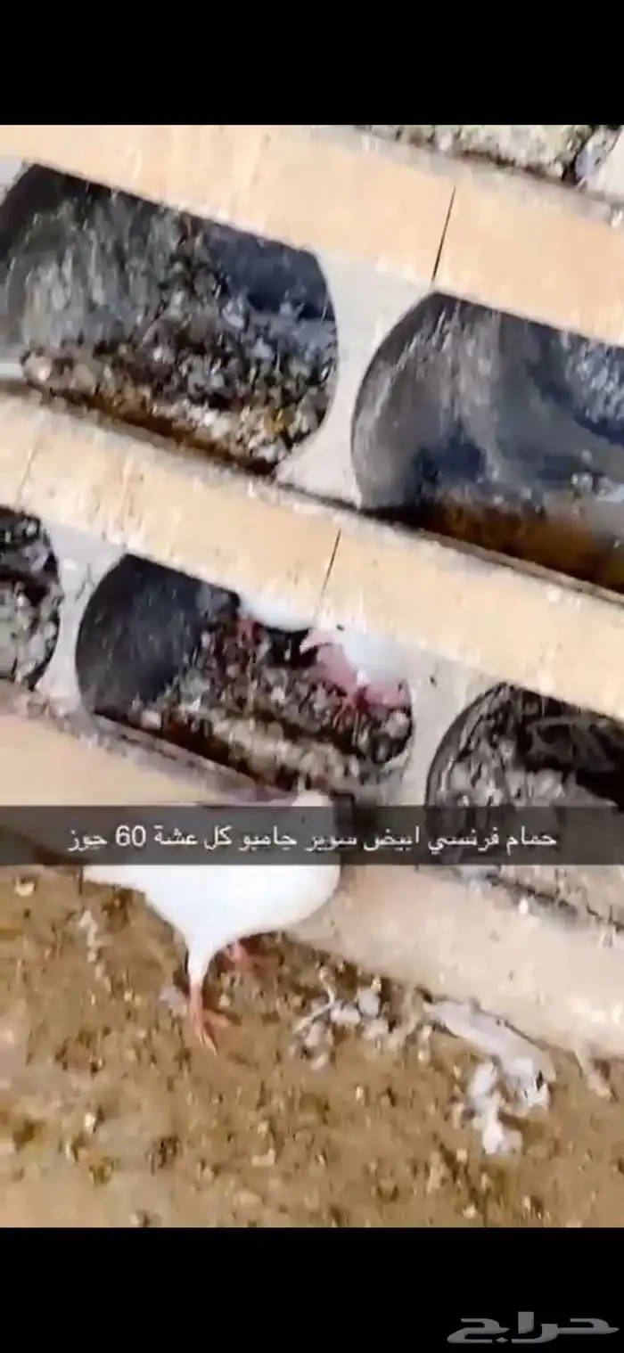 حمام فرنسي ابيض لاحم 8