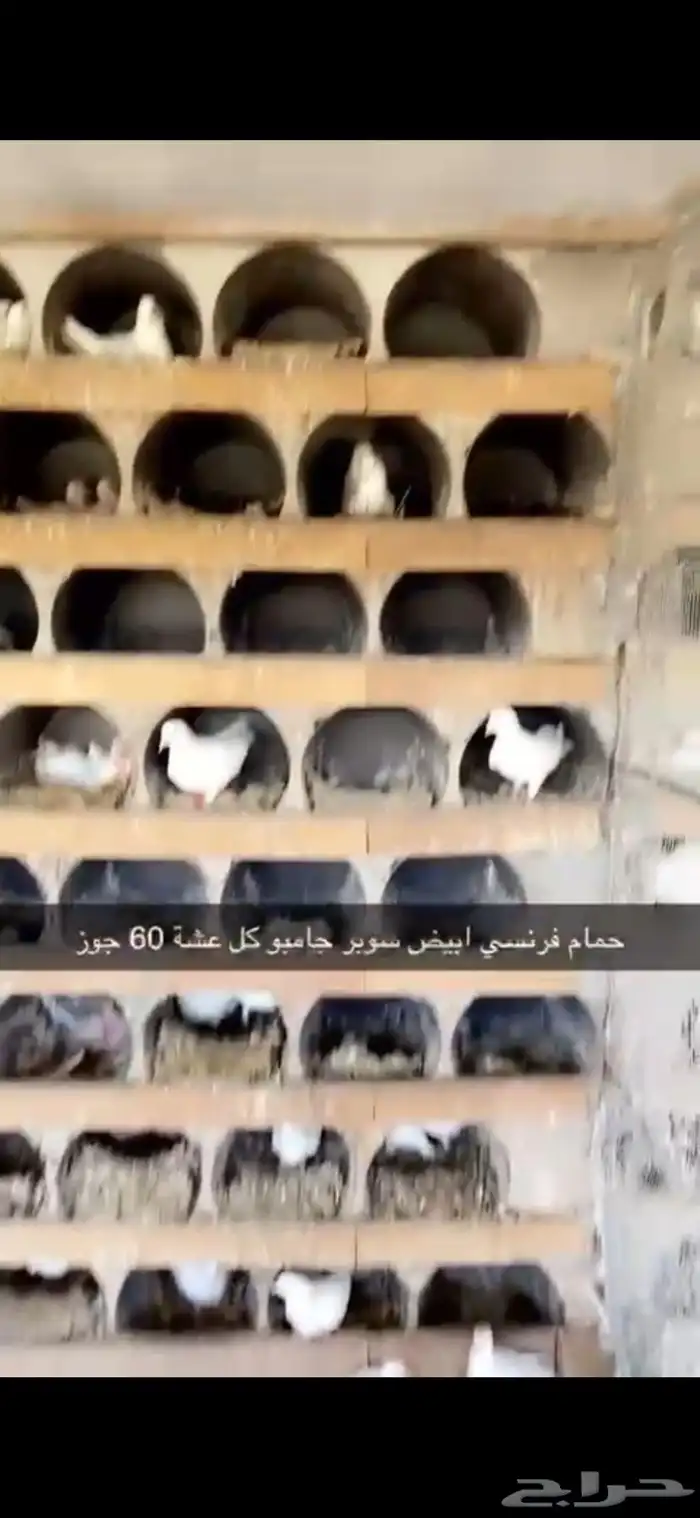 حمام فرنسي ابيض لاحم 17