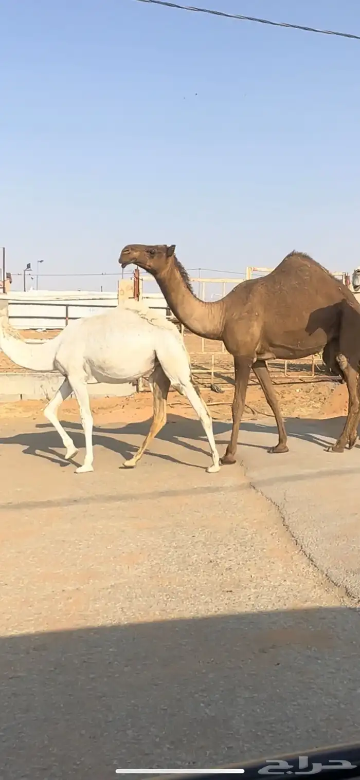 لقحه بكر كفو. تم البيع 1