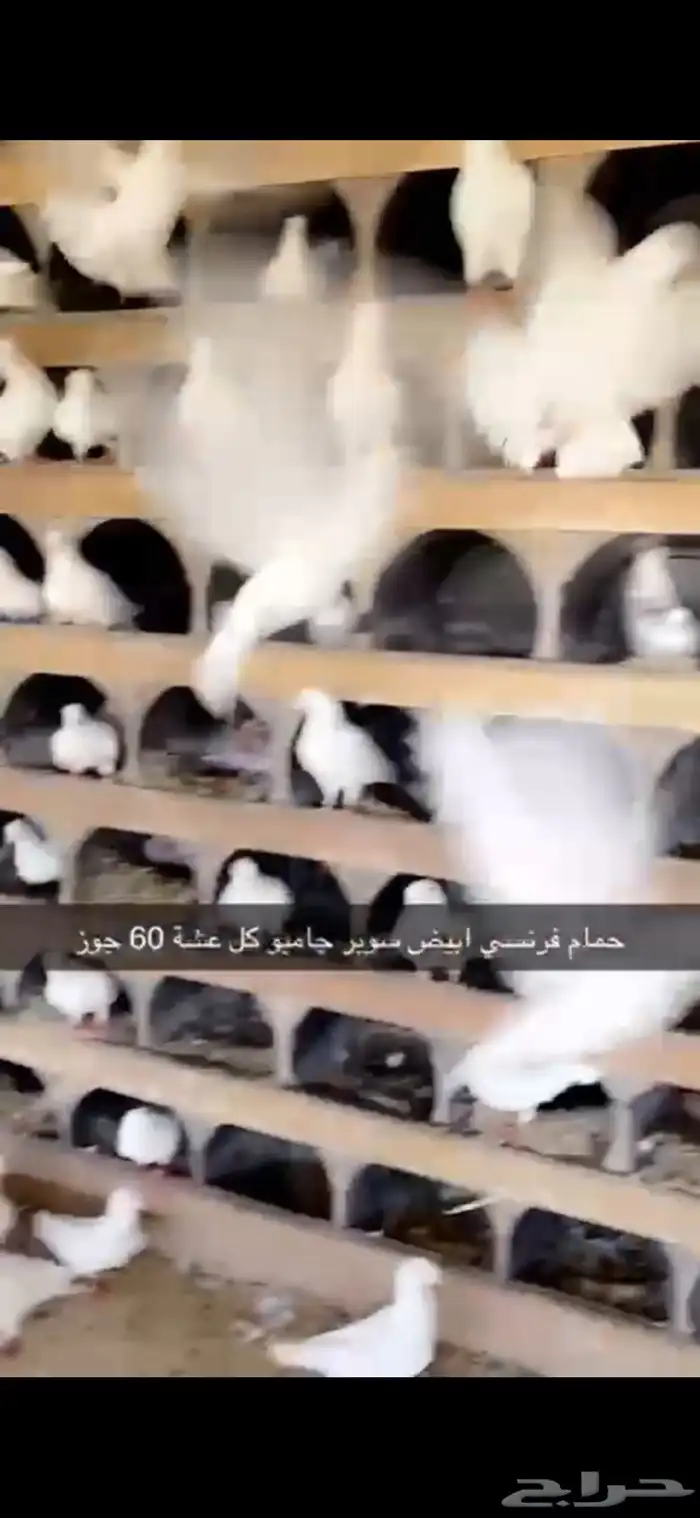حمام فرنسي ابيض لاحم 14