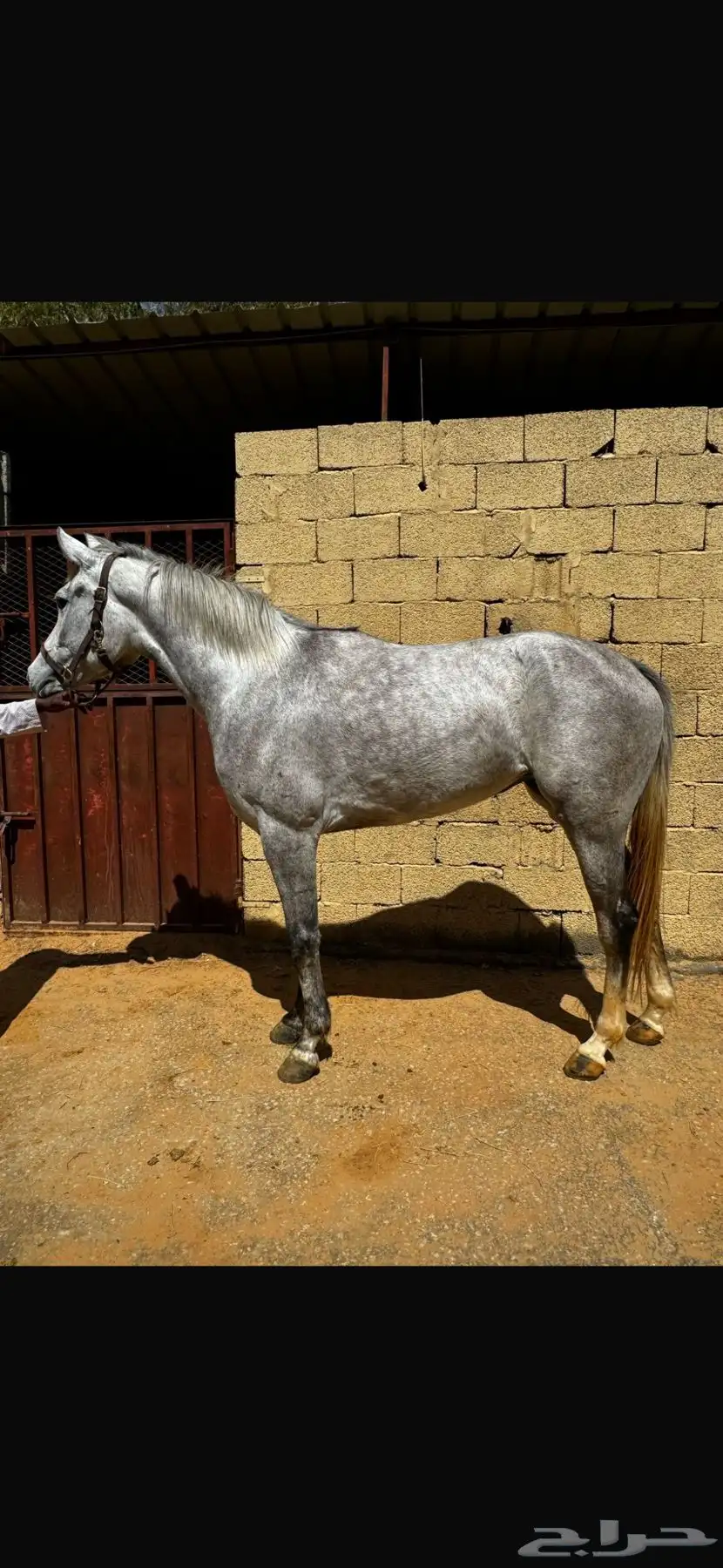 مهره واهو 0