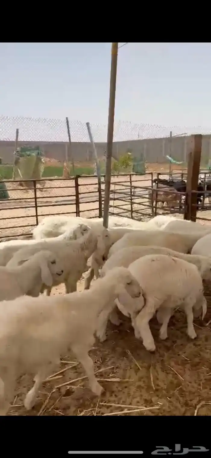 هرافي حريات فل نظاف 0