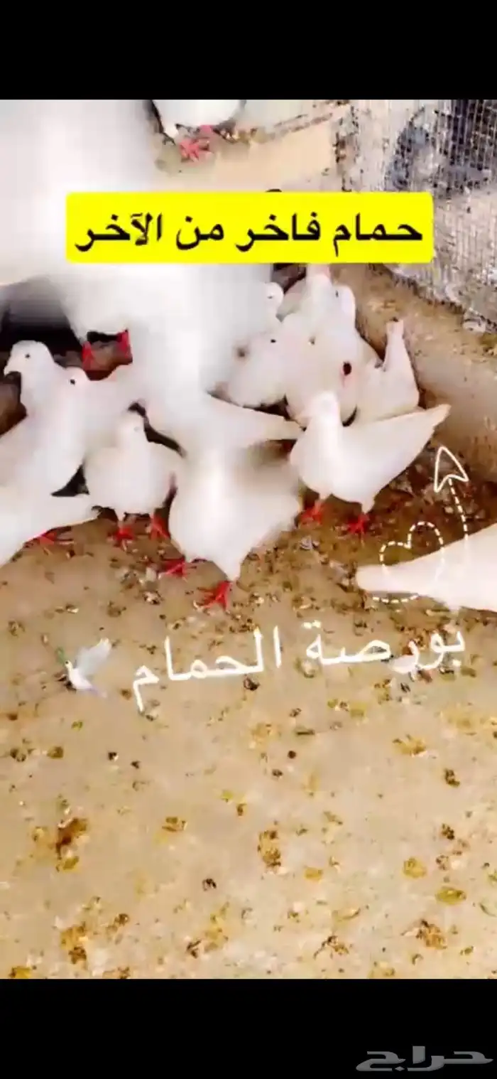 حمام فرنسي ابيض لاحم 0