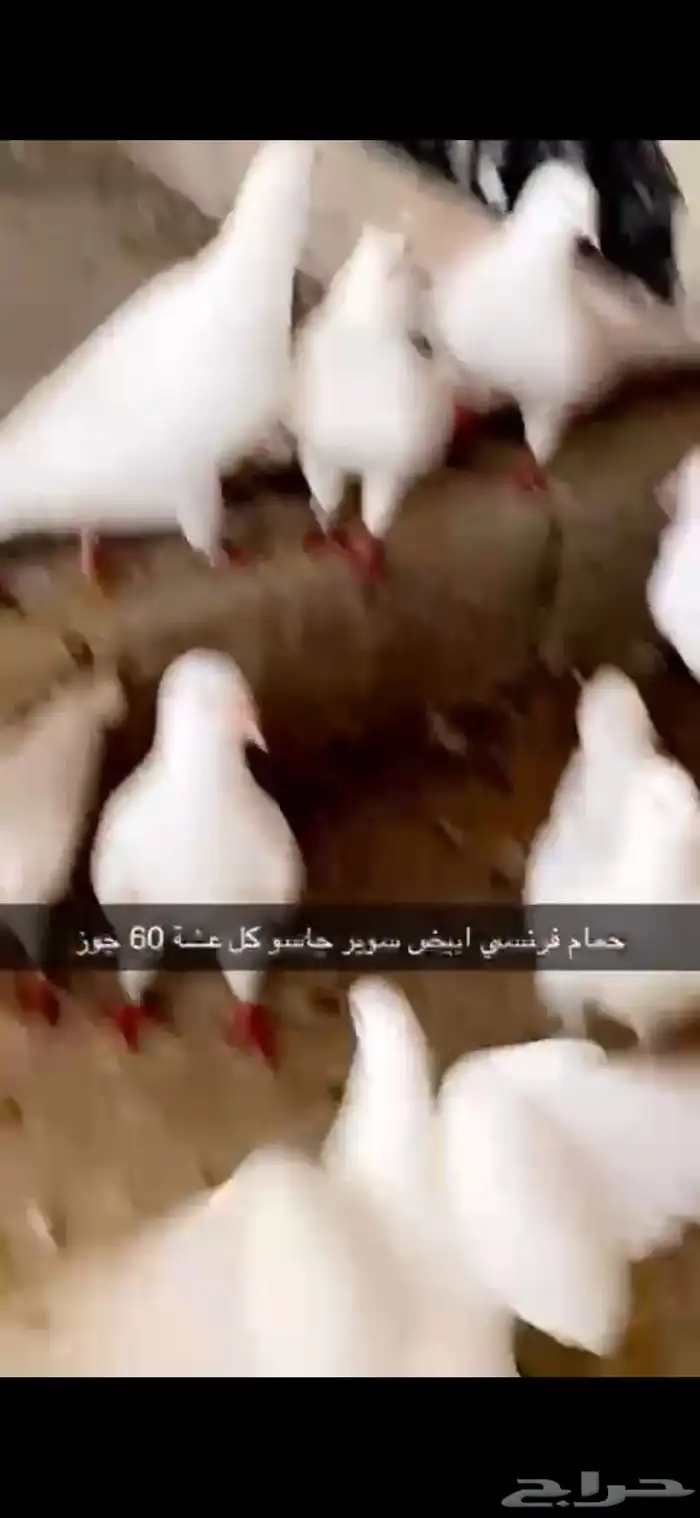 حمام فرنسي ابيض لاحم 5