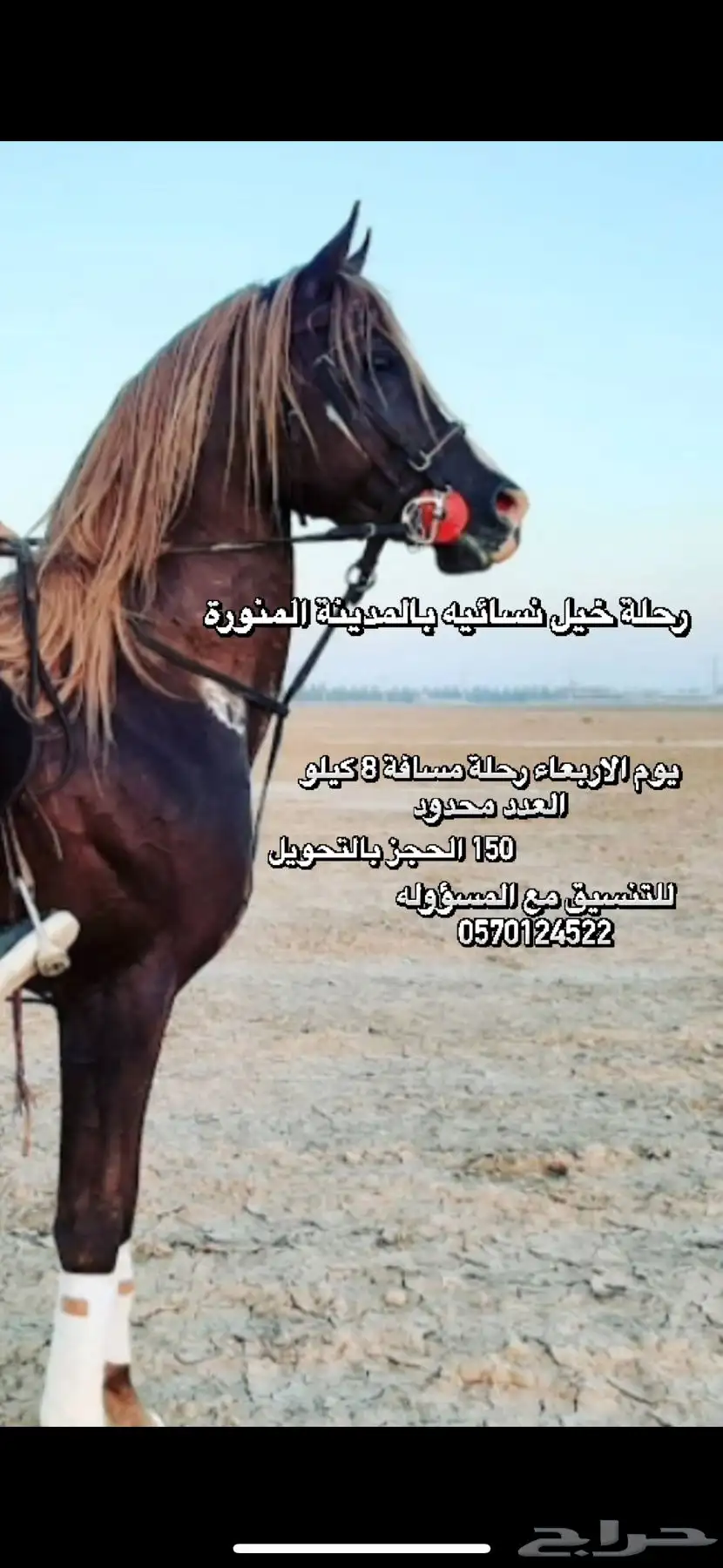 رحلات خيل نسائيه مسافات مفتوحه 0