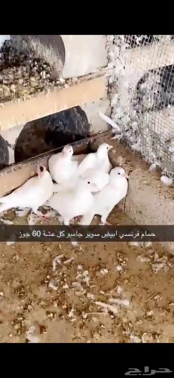 حمام فرنسي ابيض لاحم 9