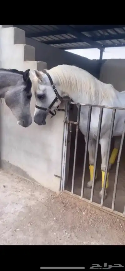 حصان فحل مربط منتج وانتاج فاخر 2
