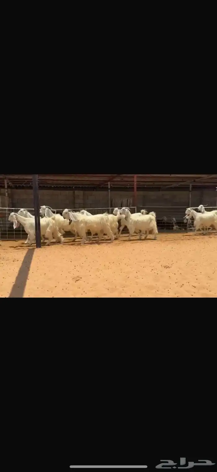 عرض بيع معز مصريها 3