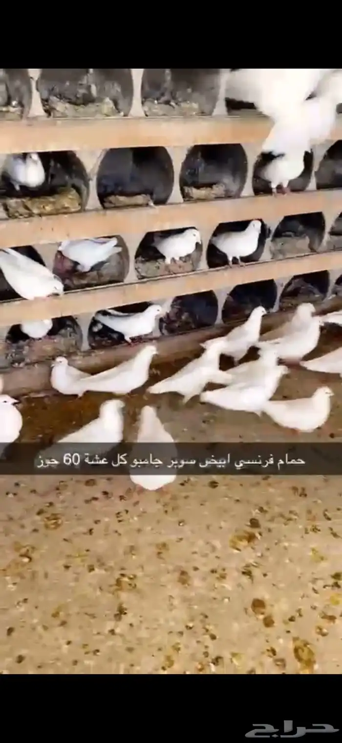 حمام فرنسي ابيض لاحم 15