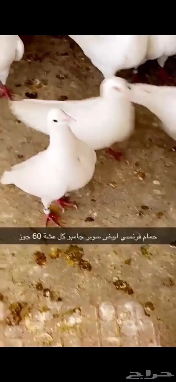 حمام فرنسي ابيض لاحم 6