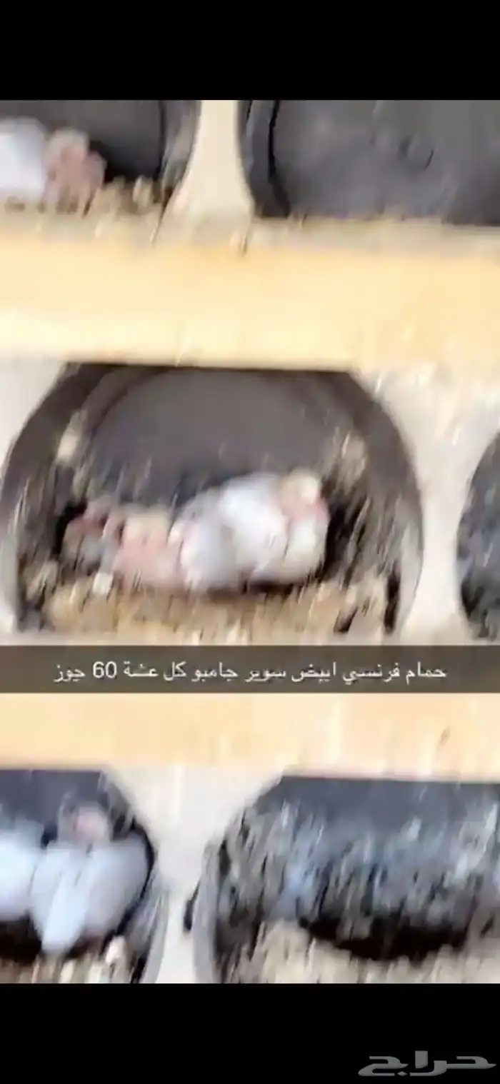 حمام فرنسي ابيض لاحم 7