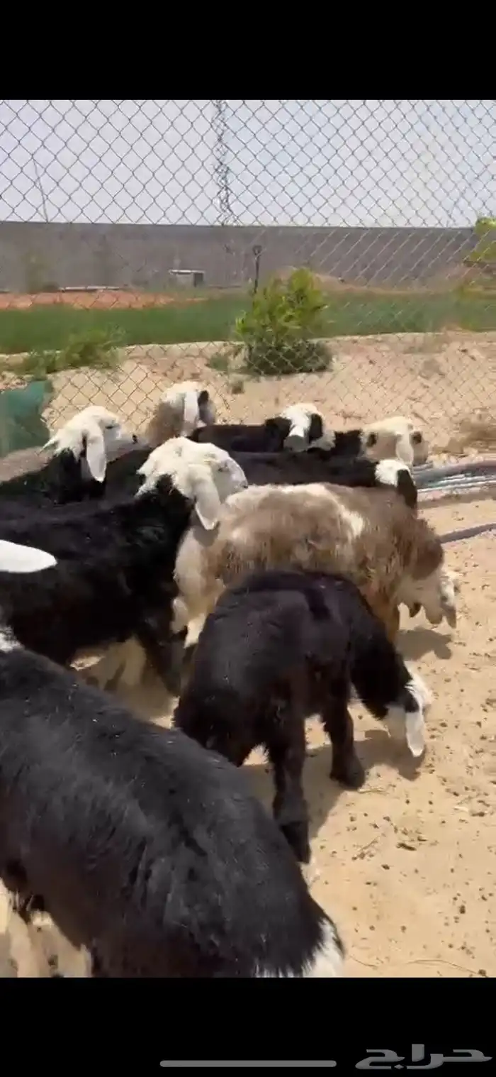 ذبايح نجدي هرافي نظاف 0