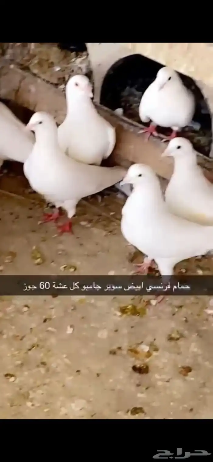 حمام فرنسي ابيض لاحم 4