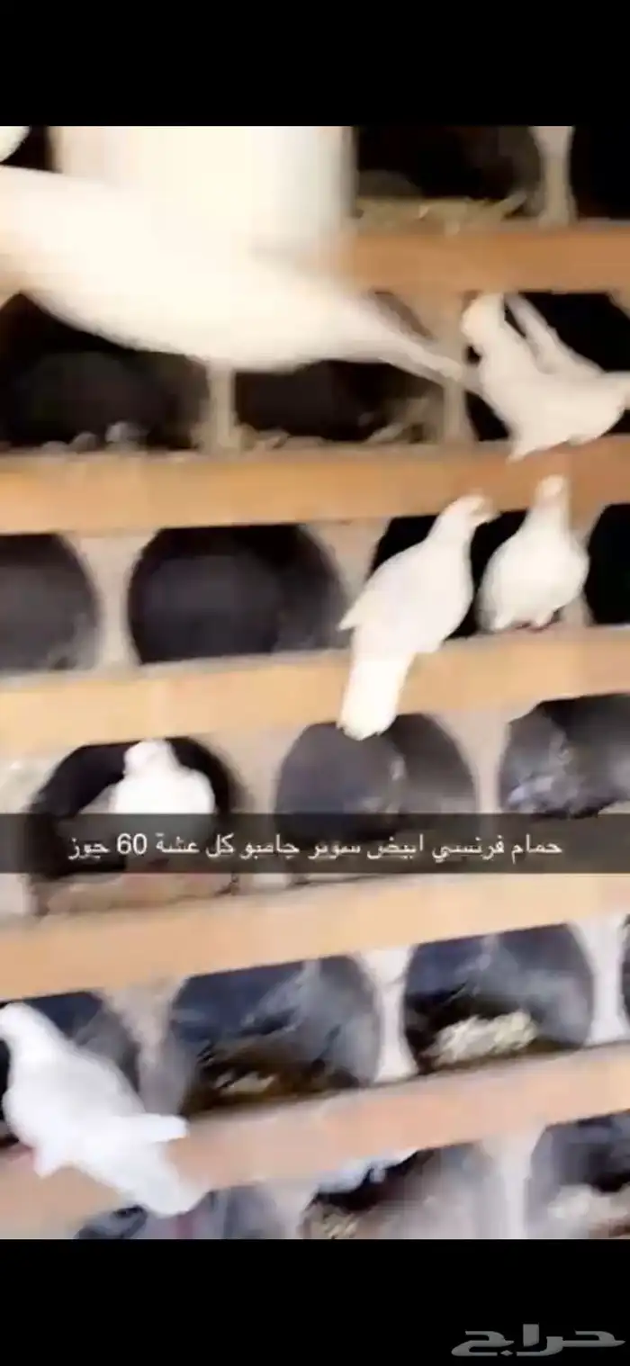 حمام فرنسي ابيض لاحم 11