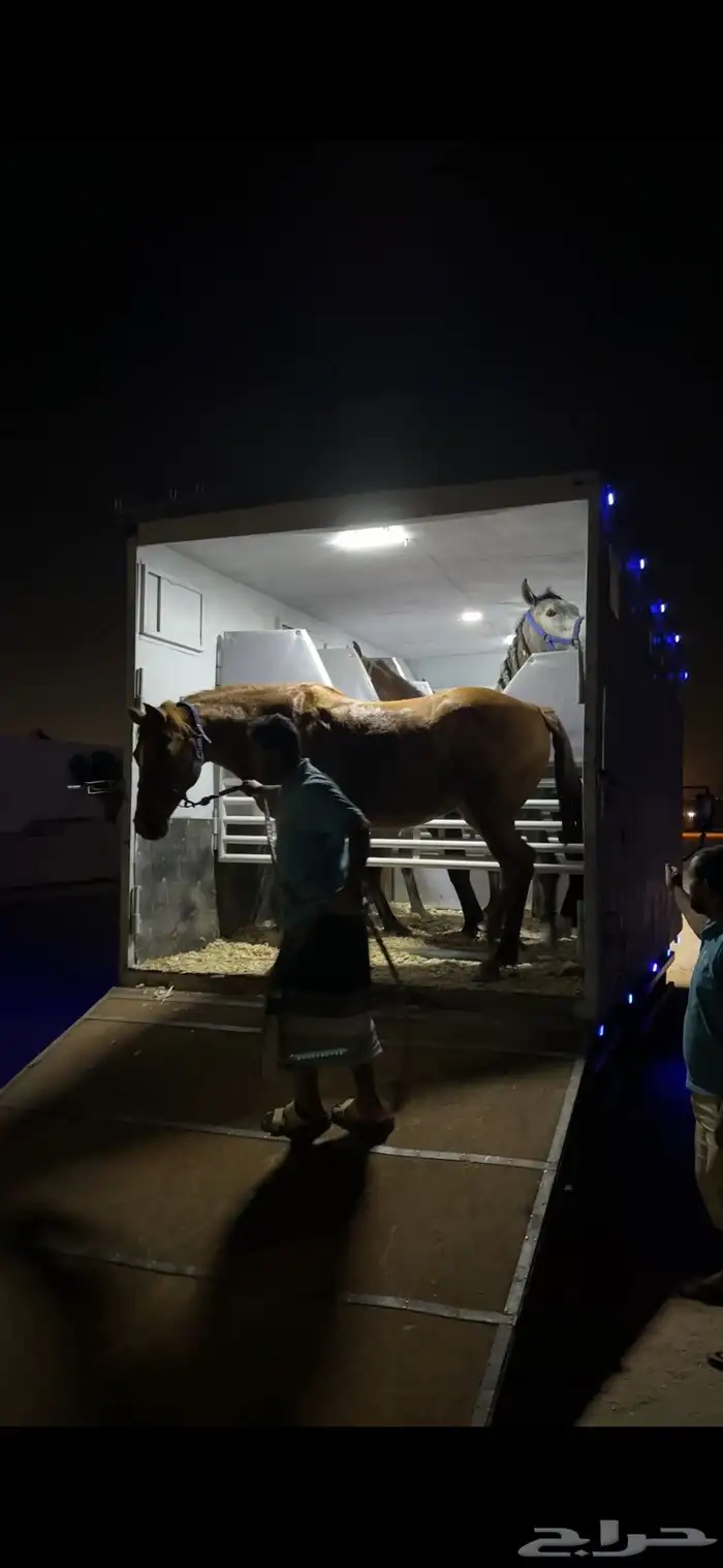 عربه خيل ست روس فيها كميرتين متواجده الرياض المزاحميه 0