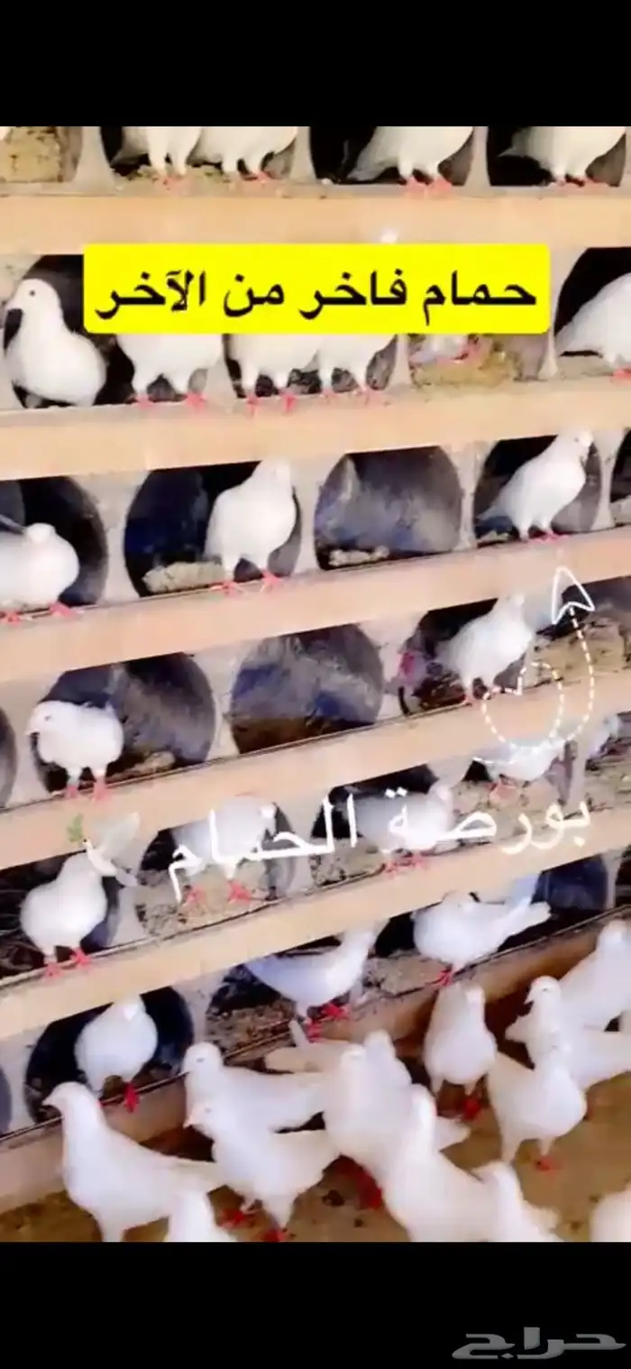 حمام فرنسي ابيض لاحم 1