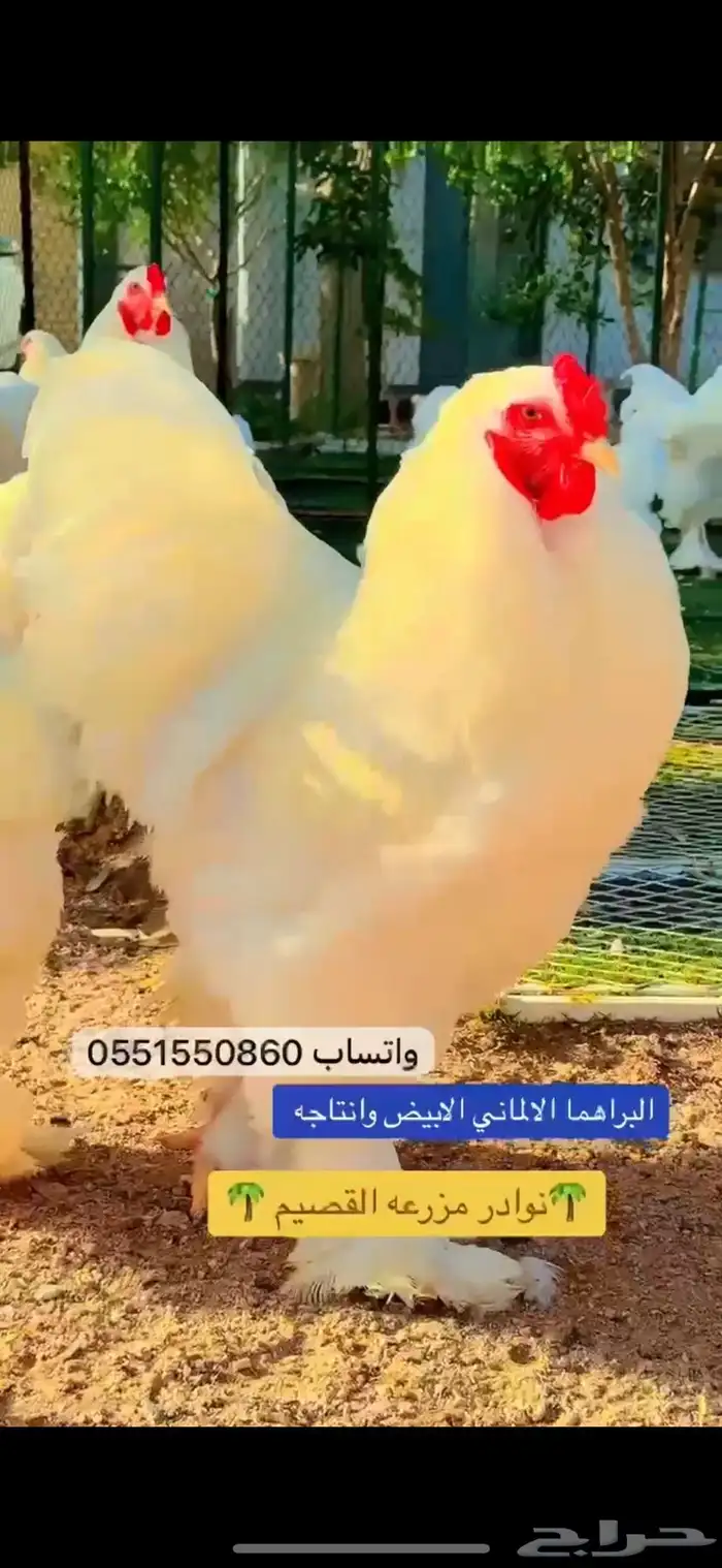 براهما الماني عملاق من النوادر 0