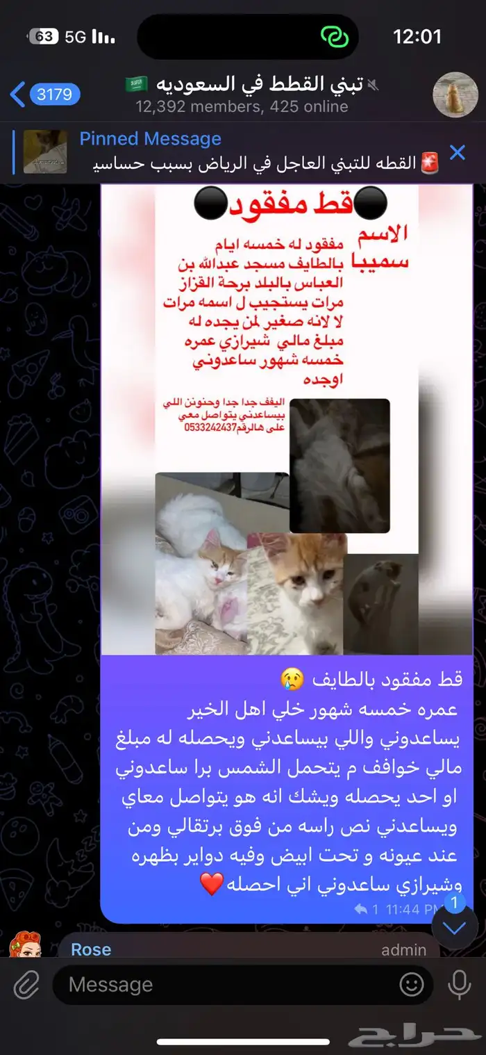 قطو مفقود سيمبا 2