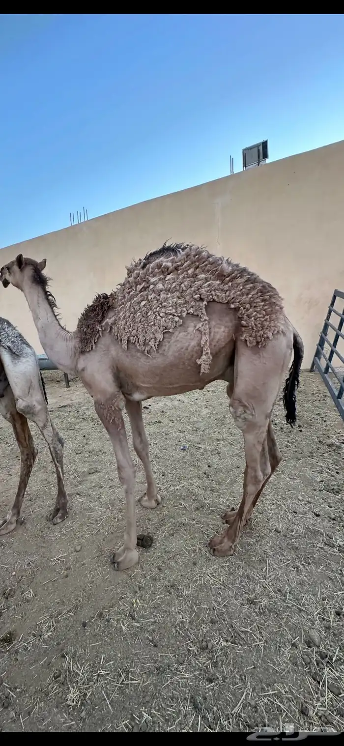 قعود مفرود 0