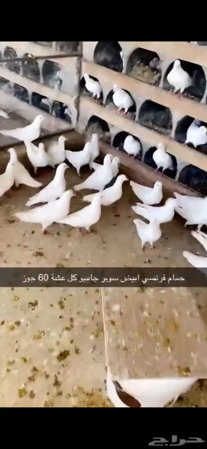 حمام فرنسي ابيض لاحم 16
