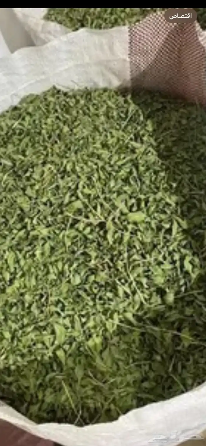 للبيع حناء مديني ينبع النخل مشاط سدر ملوخيه 0