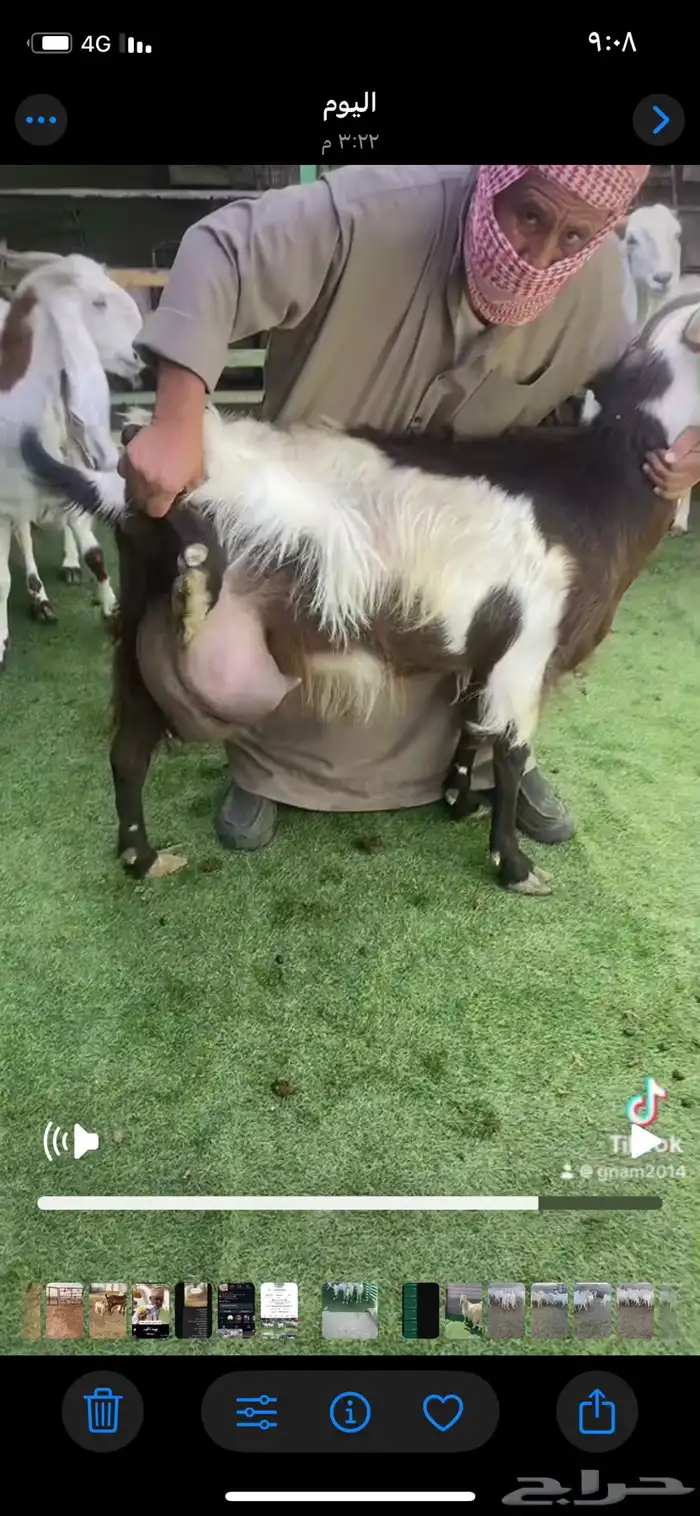 معزا حليب شرط 0