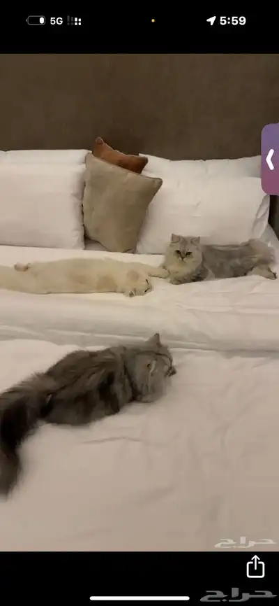 قطط لبيع 2