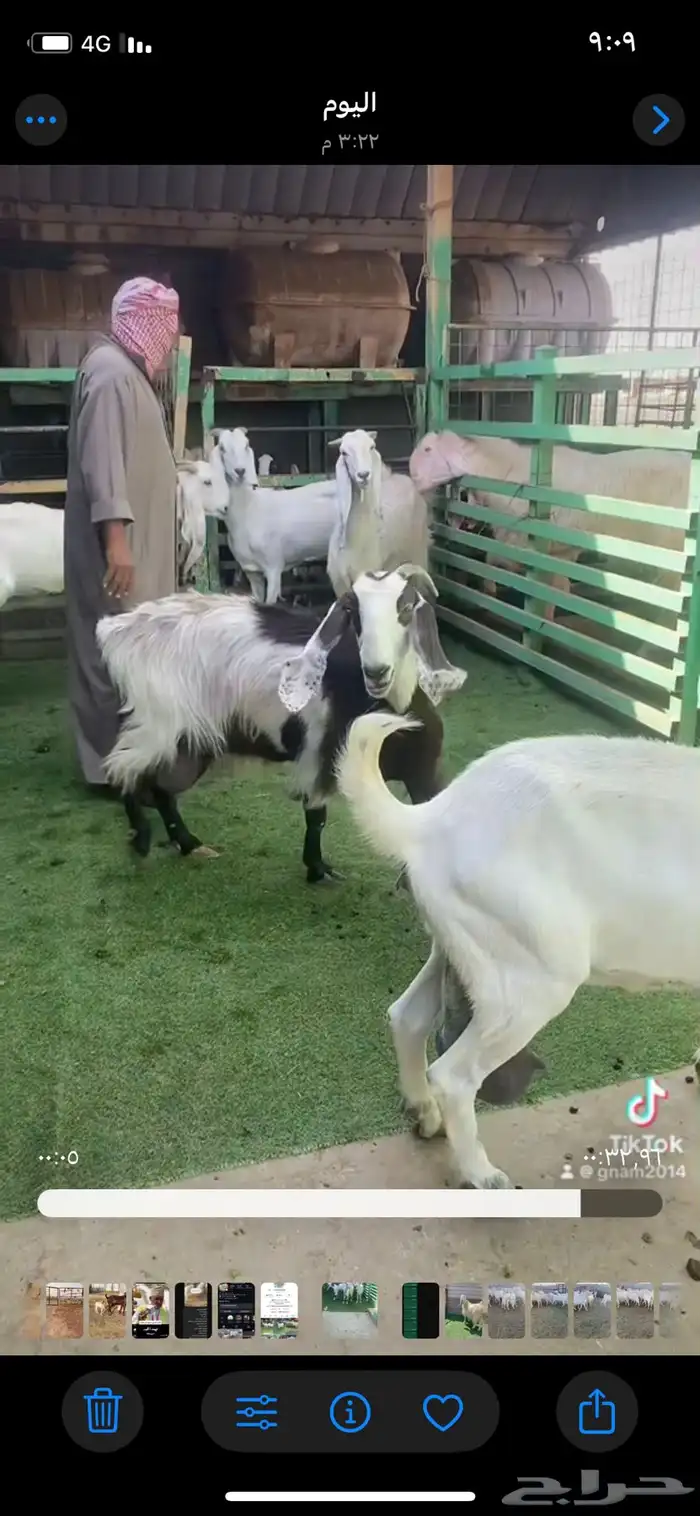 معزا حليب شرط 1
